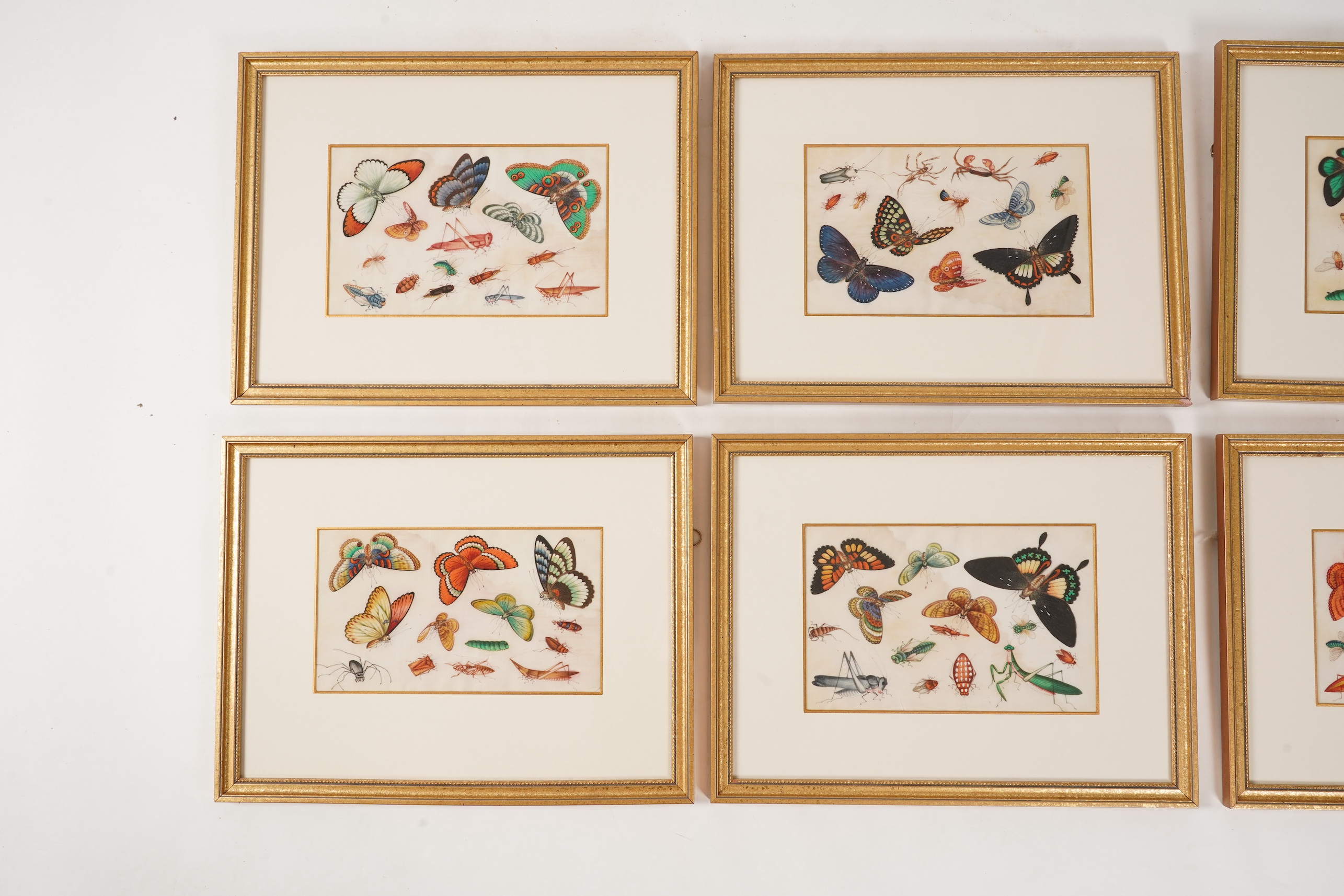 Chinese School , (mid 19th century), Butterfly and insect studies, A set of eight watercolours on pith paper, each image 16 x 26cm, staining